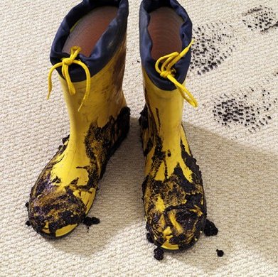 Carpet Care from Carpets and More in Oviedo, FL.